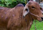 सोलापूर जिल्ह्यात प्रादुर्भावाची व्याप्ती भलतीच वाढली