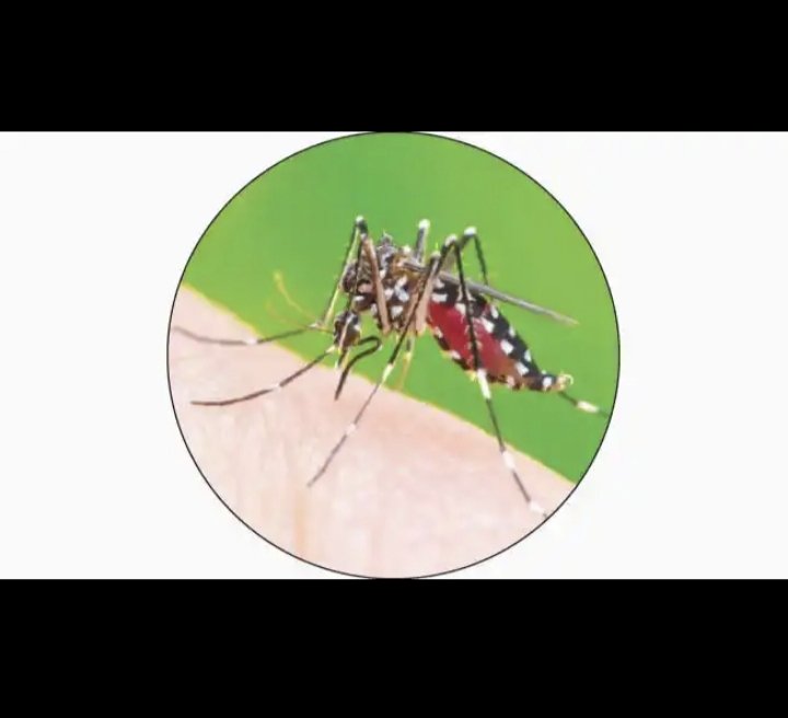 पंढरपूर शहर व तालुक्यात होतोय मोठ्या प्रमाणात डेंगूचा फैलाव