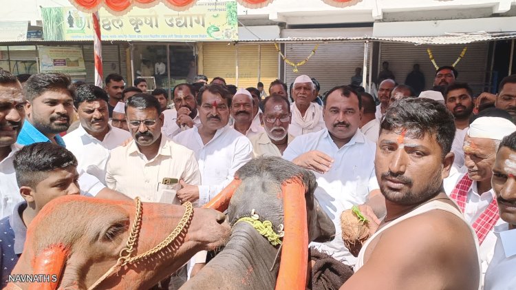 गोपाळपूर येथे दिवाळी पाडव्यानिमित्त म्हशी पळवण्याचे शर्यतीचे आयोजन