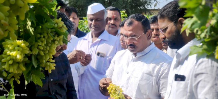 नुकसानग्रस्त पिकांचे तात्काळ पंचनामे करा - आमदार समाधान आवाताडे