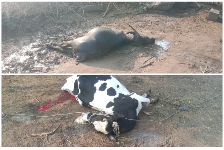 खेडभोसे गावात विद्युत मंडळाची वीजवाहक तार तुटून दोन दुधाळ जनावरे दगावली एका महिन्यात तीन वेळा तार तुटली यावरून मंडळाचा निष्काळजीपणा दिसून येत आहे. अंदाजे २ लाखांचे नुकसान..