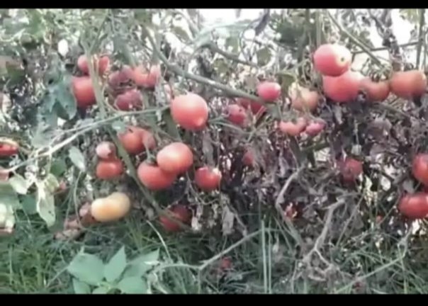 अस्मानीने कंबर मोडली तर सुलतानीमुळे शेतकऱ्यांच्या गळ्यावर सुरा, टोमॅटोचे दर घसरले