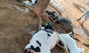 नंदेश्वर येथे वीज पडून ऐकाच वेळी चार जनावरे  मृत पावली