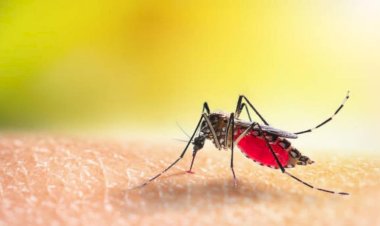 सिद्धेवाडी येथे देवीच्या नवरात्र महोत्सव सणावर  डेंग्यूचे  सावट ; डेंगू ने घेतला  अनेकावर ताबा, गावात भीतीचे वातावरण