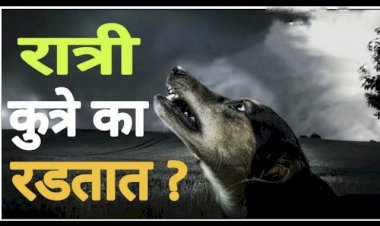 कुत्रे रात्रीच्या सुमारास का रडतात? कारण वाचून वाटेल आश्चर्य