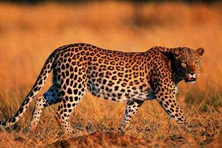 तुंगत परिसरात बिबट्या सदृश प्राण्याची दहशत,  ग्रामस्थांमध्ये भितीचे वातावरण