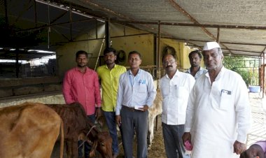 श्री विठ्ठल - रुक्मिणी मंदिर समितीच्या गोशाळेतील खोंडे शेतक-यांना मोफत वाटप,..व्यवस्थापक मनोज श्रोत्री.