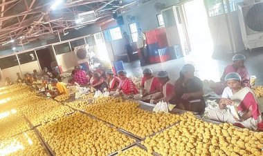 पंढरपूर माघी यात्रेसाठी  लाख बुंदी लाडू प्रसादाची निर्मिती   अन्न व औषध प्रशासनाच्या नियम व अटीचे पालन करून प्रसादाचे उत्पादन