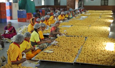 पंढरपूर चैत्री यात्रेसाठी 6 लक्ष बुंदी लाडू प्रसादाची निर्मिती,  एकादशीला 60 हजार राजगिरा लाडू प्रसाद : कार्यकारी अधिकारी राजेंद्र शेळके.