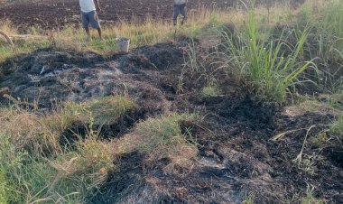 भाळवणीत  अज्ञात व्यक्तीने केले लाखो रुपयाचे  शेतकऱ्यांचे नुकसान,   शेतकऱ्यांमध्ये  घबराटीचे वातावरण,  पोलीस प्रशासनाचे दुर्लक्ष